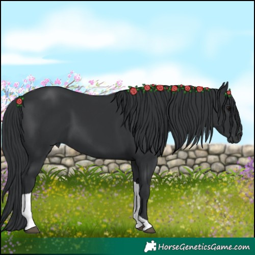 Horse Color:Black Tobiano