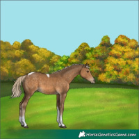 Horse Color:Chocolate Palomino Tobiano 