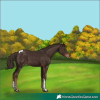 Horse Color:Liver Chestnut Tobiano 