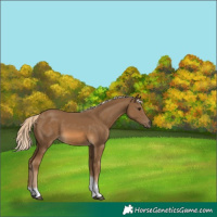 Horse Color:Chocolate Palomino Tobiano 