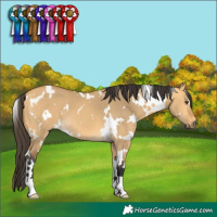 Horse Color:White Spotted Buckskin Dun 