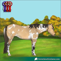 Horse Color:White Spotted Buckskin Dun 