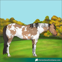 Horse Color:White Spotted Bay Dun
