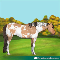 Horse Color:White Spotted Bay Dun