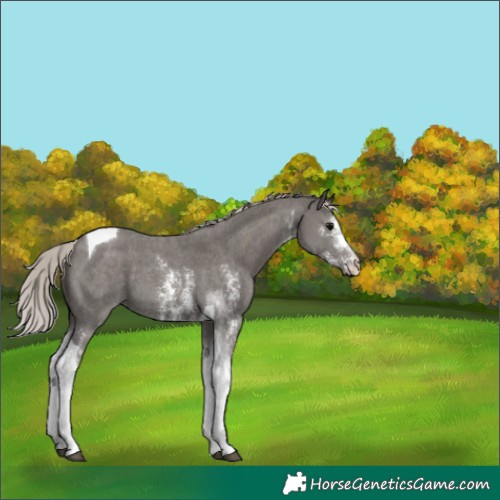 Horse Color:Silver Black Sabino Tobiano 