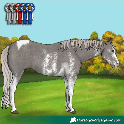 Horse Color:Silver Black Sabino Tobiano 