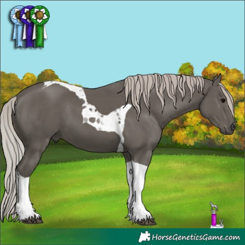Horse Color:Silver Black Tobiano 