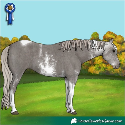 Horse Color:Silver Black Sabino Tobiano 
