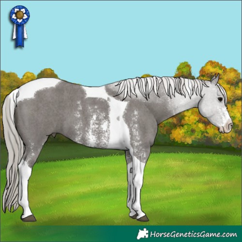 Horse Color:Silver Black Sabino Tobiano 