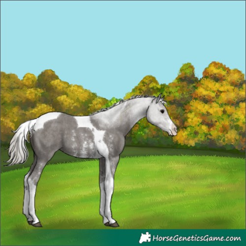 Horse Color:Silver Black Sabino Tobiano 