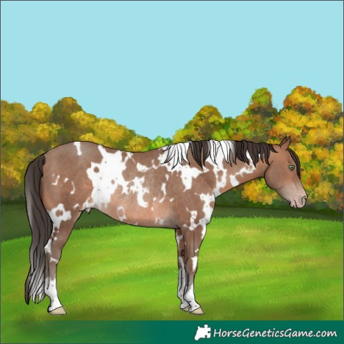 Horse Color:White Spotted Sable Champagne Rabicano 