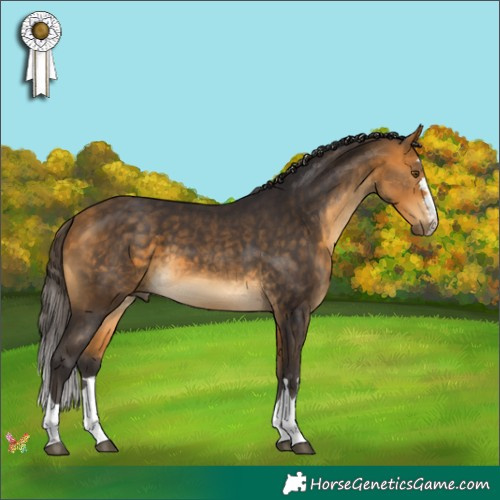 Horse Color:Buckskin 