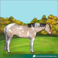 Horse Color:White Spotted Brown Dun Tobiano Rabicano 