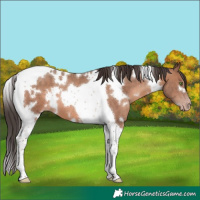 Horse Color:White Spotted Sable Champagne Tobiano 