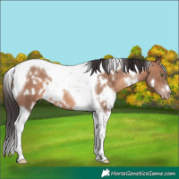 Horse Color:White Spotted Sable Champagne Tobiano 