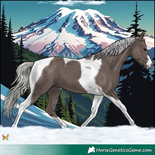Horse Color:Silver Black Tobiano 