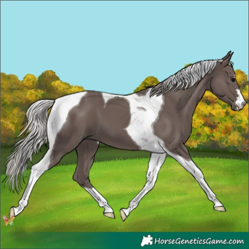 Horse Color:Silver Black Tobiano 