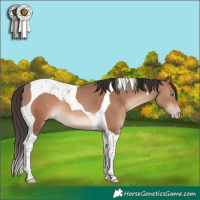 Horse Color:Sable Champagne Tobiano 
