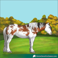 Horse Color:White Spotted Brown Splash 