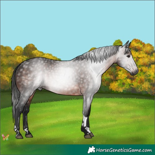 Horse Color:Gray Brown Tobiano 
