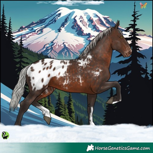 Horse Color:Silver Brown Sabino Appaloosa 