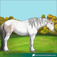 Horse Color:Brown Dun Sabino Tobiano 