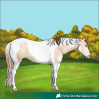 Horse Color:Gray Classic Champagne Pearl Dun Sabino Tobiano Rabicano 