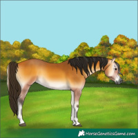 Horse Color:Gray Buckskin Onyx