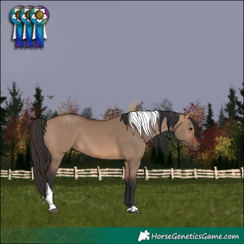 Horse Color:Brown Dun Tobiano 
