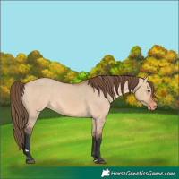 Horse Color:Bay Dun Varnish 