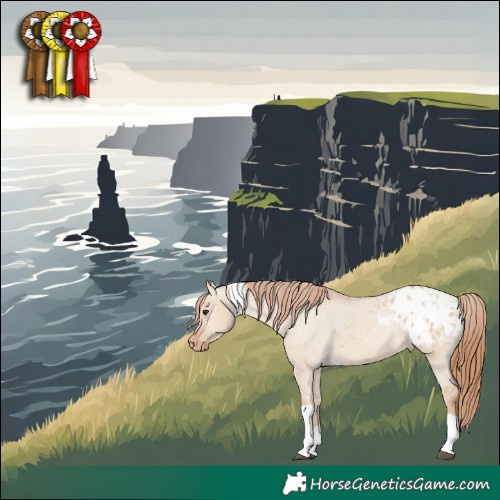 Horse Color:Red Dun Tobiano Appaloosa 