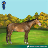 Horse Color:Gray Amber Cream Champagne Rabicano 