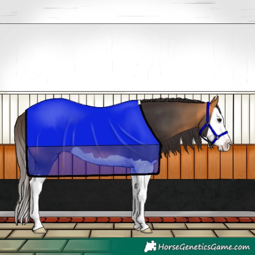 Horse Color:Buckskin Splash 