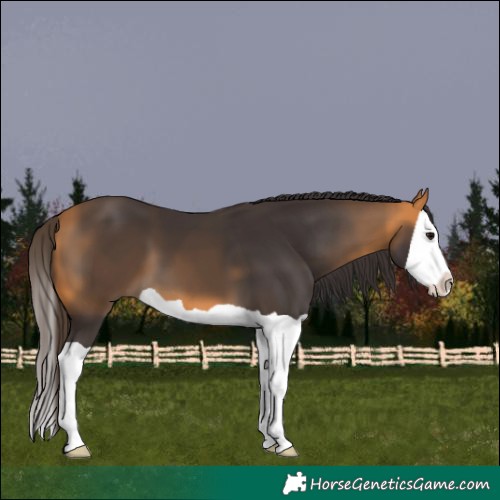 Horse Color:Buckskin Splash 