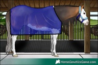 Horse Color:Buckskin Splash 