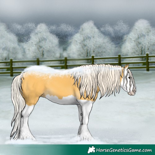 Horse Color:Palomino Splash 
