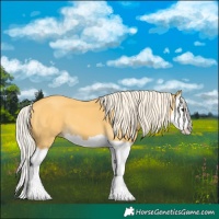 Horse Color:Palomino Splash 