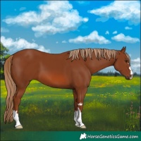 Horse Color:Chestnut 