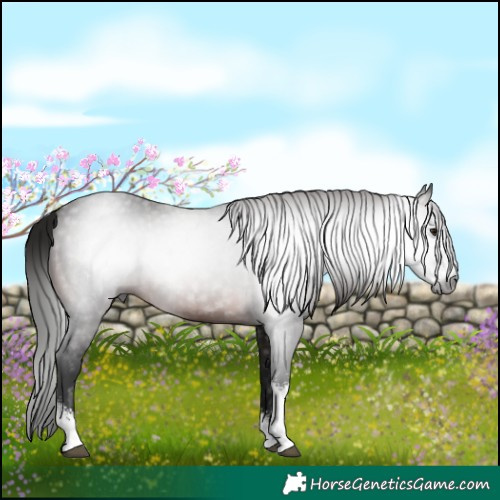Horse Color:Gray Brown Sabino 
