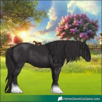 Horse Color:Smoky Black