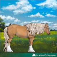Horse Color:Palomino 
