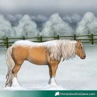 Horse Color:Palomino 