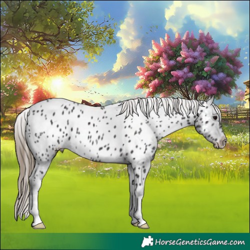 Horse Color:Smoky Black Appaloosa 