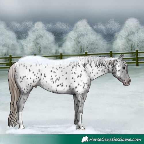 Horse Color:Smoky Black Appaloosa 