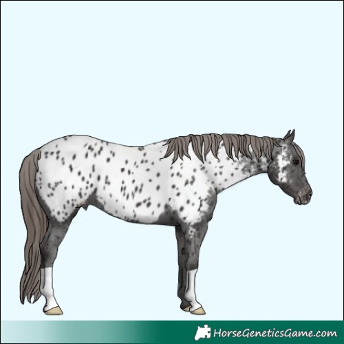 Horse Color:Smoky Black Near Leopard 