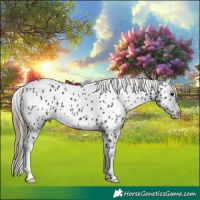 Horse Color:Smoky Black Appaloosa