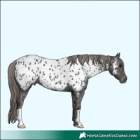 Horse Color:Smoky Black Near Leopard 