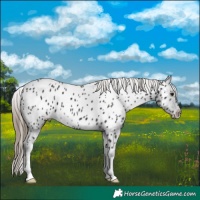 Horse Color:Smoky Black Appaloosa 