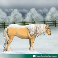 Horse Color:Palomino 