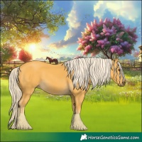 Horse Color:Palomino 